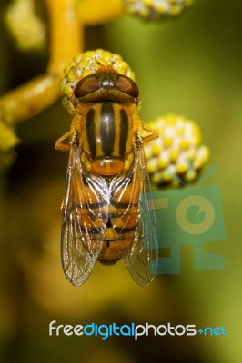 Orange Hoverfly Stock Photo