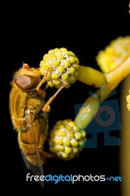 Orange Hoverfly Stock Photo