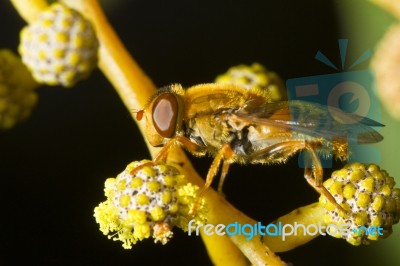 Orange Hoverfly Stock Photo