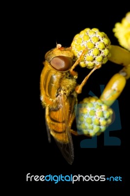 Orange Hoverfly Stock Photo