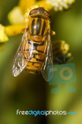 Orange Hoverfly Stock Photo