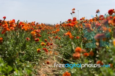 Orange Is The New Flower Stock Photo