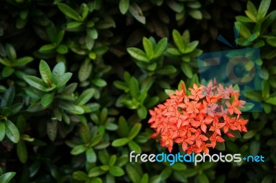 Orange Ixora Flower Stock Photo