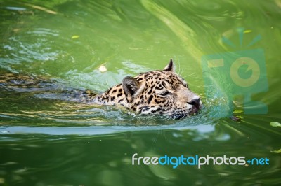 Orange Jaguar Swimming Stock Photo