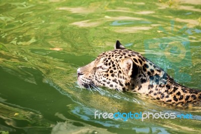 Orange Jaguar Swimming Stock Photo