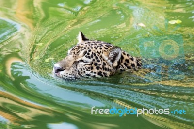 Orange Jaguar Swimming Stock Photo