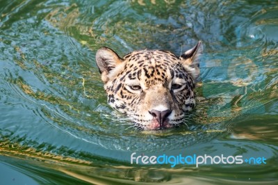 Orange Jaguar Swimming Stock Photo