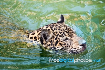 Orange Jaguar Swimming Stock Photo