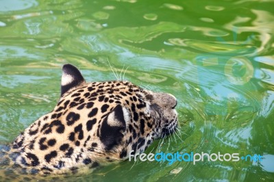 Orange Jaguar Swimming Stock Photo