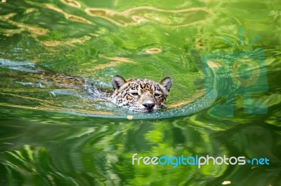 Orange Jaguar Swimming Stock Photo