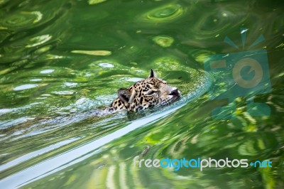 Orange Jaguar Swimming Stock Photo