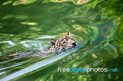 Orange Jaguar Swimming Stock Photo