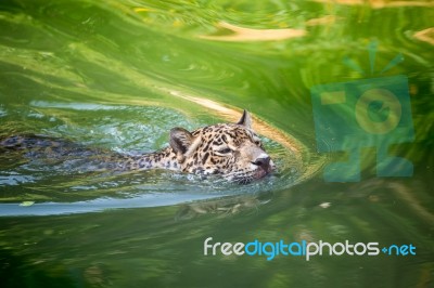 Orange Jaguar Swimming Stock Photo