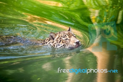 Orange Jaguar Swimming Stock Photo