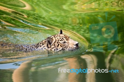 Orange Jaguar Swimming Stock Photo