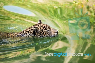 Orange Jaguar Swimming Stock Photo