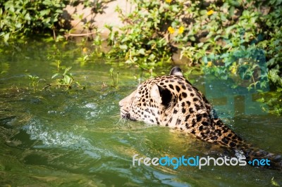 Orange Jaguar Swimming Stock Photo