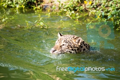 Orange Jaguar Swimming Stock Photo