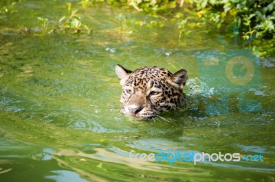 Orange Jaguar Swimming Stock Photo