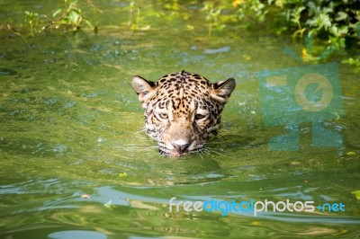 Orange Jaguar Swimming Stock Photo