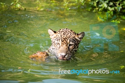 Orange Jaguar Swimming Stock Photo