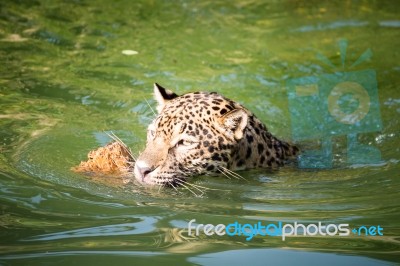 Orange Jaguar Swimming Stock Photo