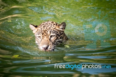 Orange Jaguar Swimming Stock Photo