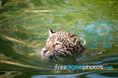 Orange Jaguar Swimming Stock Photo