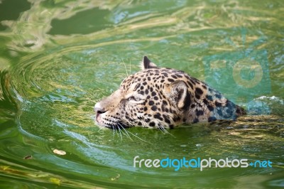 Orange Jaguar Swimming Stock Photo