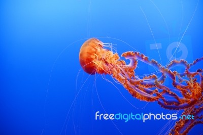 Orange Jellyfish Stock Photo