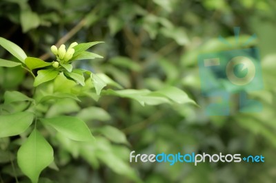 Orange Jessamine Flowers Stock Photo