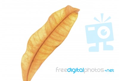 Orange Leaf Isolated On A White Background Stock Photo