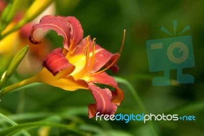 Orange Lily Stock Photo