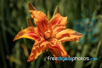 Orange Lily Flowering In Sussex Stock Photo