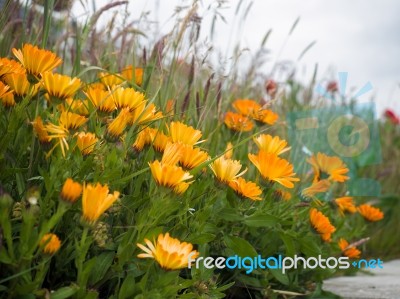 Orange Mesembryanthemums Flowering Near The Beach In Southwold Stock Photo