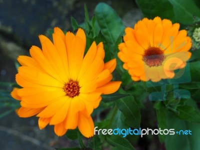 Orange Mesembryanthemums Flowering Near The Beach In Southwold Stock Photo