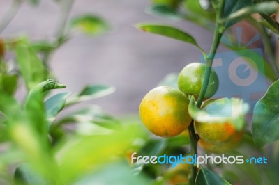 Orange On Planted Stock Photo