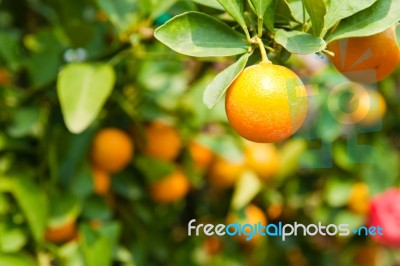 Orange On Tree Stock Photo