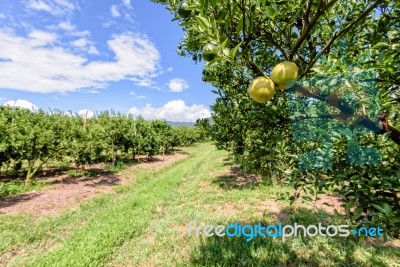 Orange Orchard In Thailand Stock Photo