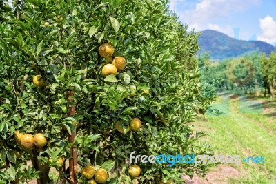 Orange Orchard In Thailand Stock Photo