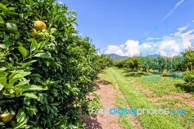 Orange Orchard In Thailand Stock Photo