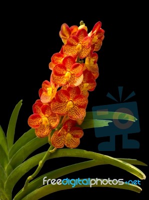 Orange Orchid Stock Photo