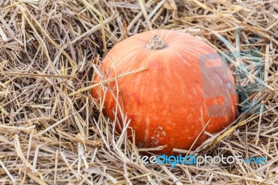 Orange Pumpkin Stock Photo