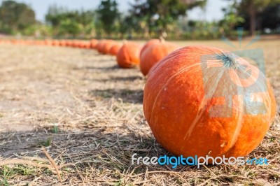 Orange Pumpkins In Row Stock Photo