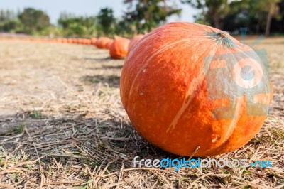 Orange Pumpkins In Row Stock Photo