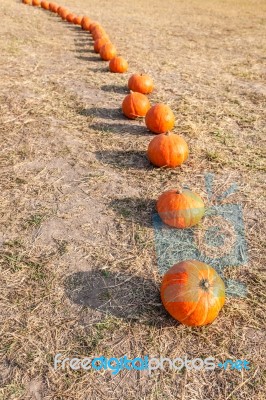 Orange Pumpkins In Row Stock Photo