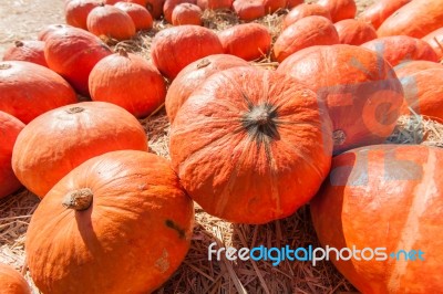 Orange Pumpkins On Straw Stock Photo