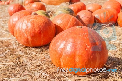 Orange Pumpkins On Straw Stock Photo