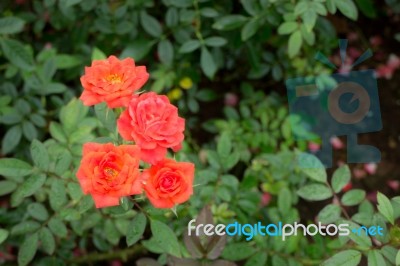 Orange Rose Bush In The Garden Stock Photo