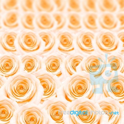 Orange Rose Pattern Stock Photo